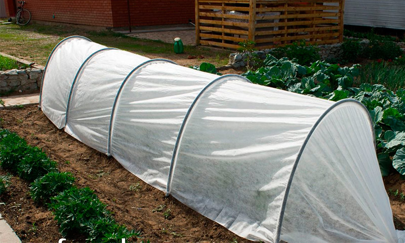 Hivernacle Fazenda: ressenyes dels productors vegetals sobre el seu ús