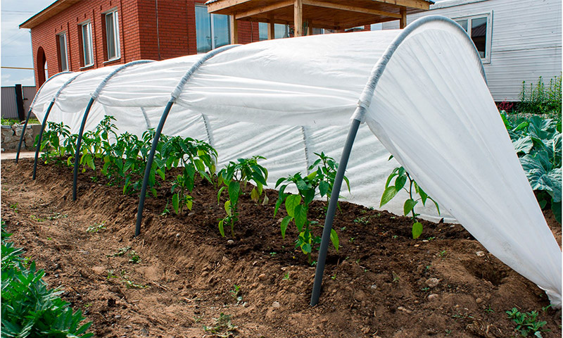 Invernadero cosecha exitosa - comentarios de los residentes de verano de los productores de hortalizas