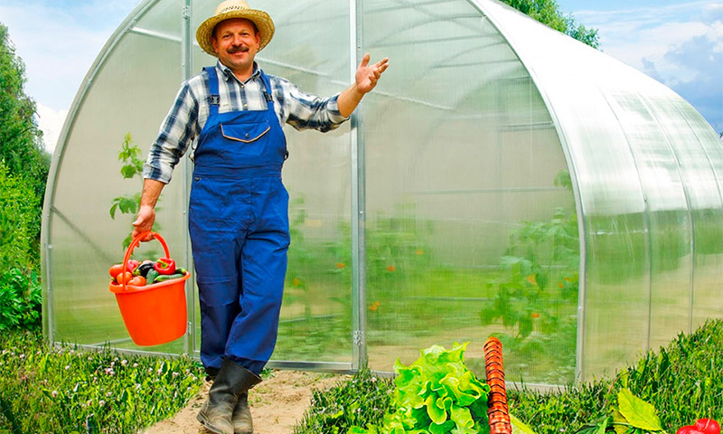 Greenhouse Orange: ressenyes i recomanacions dels residents d’estiu