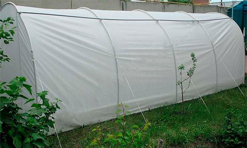 Greenhouse Dachnik - ulasan dan cadangan tukang kebun